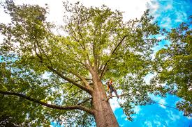 Best Tree Maintenance Programs  in Rogersville, AL