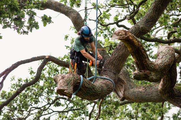 Best Tree Preservation Services  in Rogersville, AL