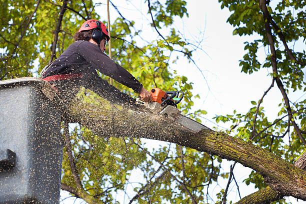 Best Hazardous Tree Removal  in Rogersville, AL