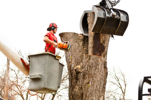 Best Arborist Consultation Services  in Rogersville, AL